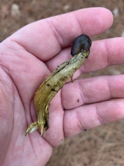 Tolypocladium capitatum