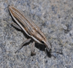 Lixus anguinus