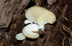 Crepidotus nyssicola