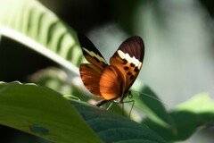 Melinaea menophilus zaneka