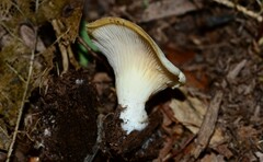 Crepidotus nyssicola