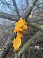 Tremella mesenterica