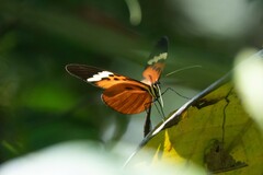 Melinaea menophilus zaneka