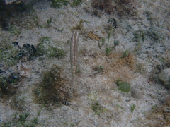 Halichoeres bivittatus