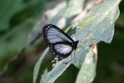 Hyalyris praxilla
