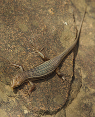 Trachylepis laevigata
