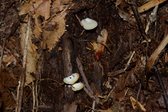 Crepidotus nyssicola