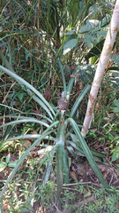 Ananas comosus