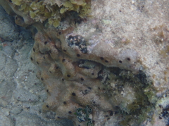 Ircinia felix