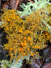 Teloschistes flavicans