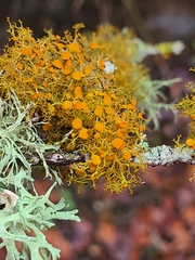 Teloschistes flavicans