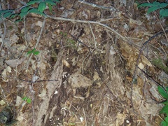 Crepidotus nyssicola