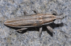 Lixus anguinus