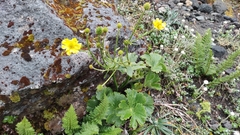 Ranunculus nivicola