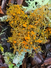 Teloschistes flavicans