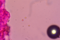 Crepidotus nyssicola