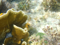 Millepora complanata