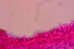 Crepidotus nyssicola