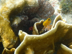 Millepora complanata