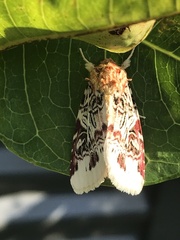 Spodoptera picta