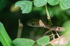 Dendrophidion dendrophis