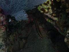 Halichoeres maculipinna