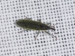 Epimeces