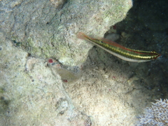 Halichoeres maculipinna