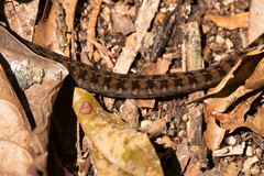 Dendrophidion dendrophis