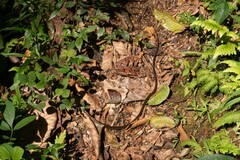 Dendrophidion dendrophis