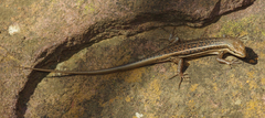 Trachylepis laevigata