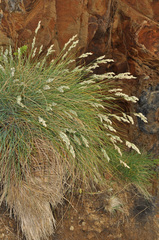 Poa astonii