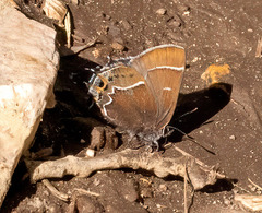 Callophrys spinetorum