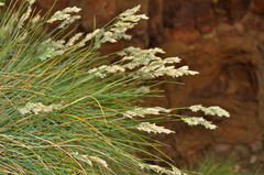 Poa astonii