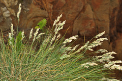 Poa astonii