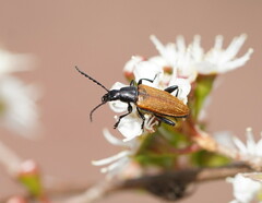 Lepturidea deplanchei