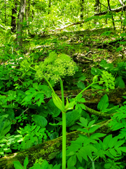 Angelica atropurpurea