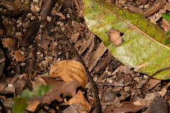 Dendrophidion dendrophis