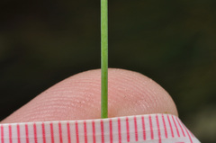 Poa astonii