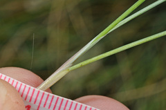Poa astonii