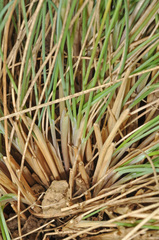 Poa astonii