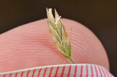 Poa astonii