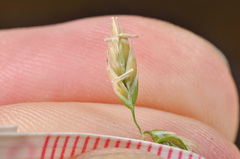 Poa astonii