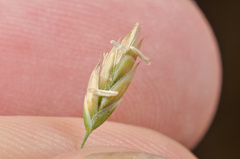 Poa astonii
