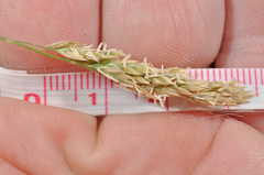 Poa astonii