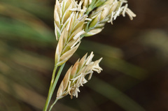 Poa astonii