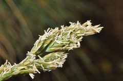 Poa astonii