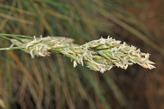 Poa astonii