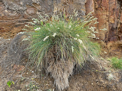 Poa astonii