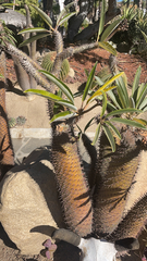 Pachypodium lamerei